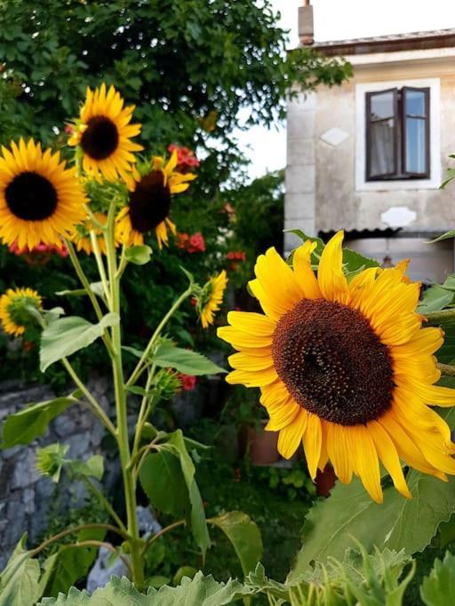 Zelena Oaza Daire Skrljevo Dış mekan fotoğraf